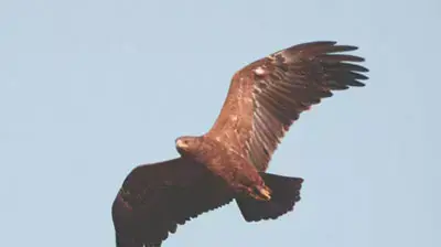 עיטי חורש בשמי הארץ (צילום: הדורם שיריח החברה להגנת הטבע עיטי חורש בשמי הארץ (צילום: הדורם שיריח החברה להגנת הטבע
