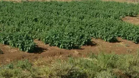 מזל"ט ישראלי שהופל לכאורה באזור מרג' עיון, לבנון מזל"ט ישראלי שהופל לכאורה באזור מרג' עיון, לבנון