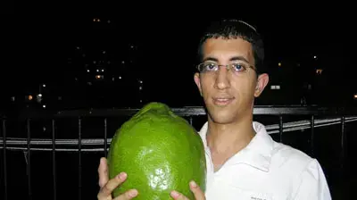 אתרוג ענק שנטען כי הוא הכי גדול בעולם בידיו של יוסי פרחי (יוסי פרחי) אתרוג ענק שנטען כי הוא הכי גדול בעולם בידיו של יוסי פרחי (יוסי פרחי)