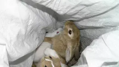ארנבות שנועדו להזרק בבור חימצון ארנבות שנועדו להזרק בבור חימצון