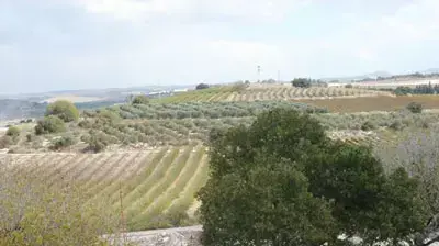כרמים באזור בנימינה גבעת עדה (נגה משל) כרמים באזור בנימינה גבעת עדה (נגה משל)
