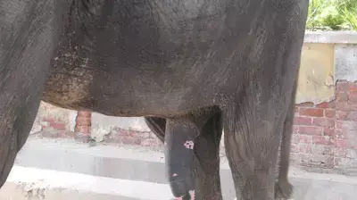 פין של פיל בהודו בחבל רגסטן ( אורי צייגר )