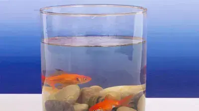 אקווריום אקווריום