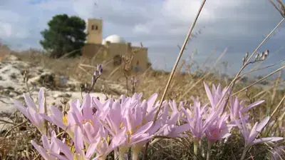 במרכז ירושלים בגבעת התנך פורחות בימים אלה שלל סתווניות בוורוד עז (עמיר בלבן החברה להגנת הטבע)