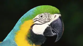 תוכי צבעוני תוכי צבעוני
