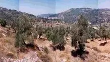 הדמיות של הרי ירושלים (החברה להגנת הטבע) הדמיות של הרי ירושלים (החברה להגנת הטבע)