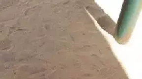 נחש שנמצא בגן ילדים בפתח תקווה, מרץ 2015 נחש שנמצא בגן ילדים בפתח תקווה, מרץ 2015