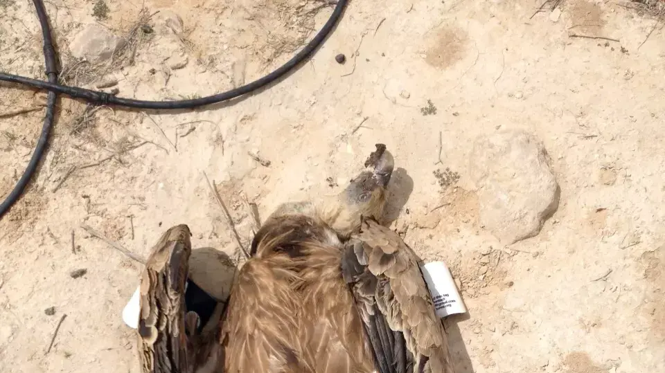 פגרי נשרים שהורעלו בעין עבדת שבנגב, 27 במרץ 2015 פגרי נשרים שהורעלו בעין עבדת שבנגב, 27 במרץ 2015