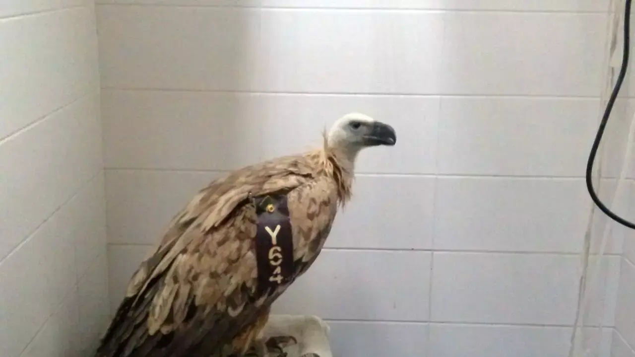 נקבל הנשר שהורעלה וטופלה בבית החולים לחיות בר נקבל הנשר שהורעלה וטופלה בבית החולים לחיות בר