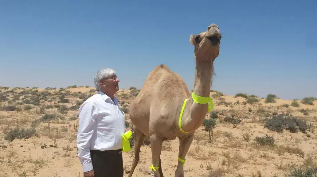 סימון גמלים בדרום, אפריל 2015 סימון גמלים בדרום, אפריל 2015