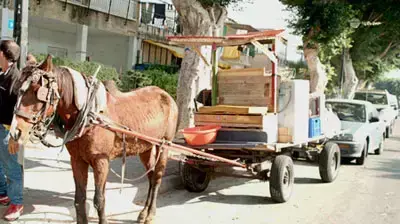 סוס שעבר התעללות והוחרם על ידי צער בעלי חיים (צילום: חיים שוורצנברג) סוס שעבר התעללות והוחרם על ידי צער בעלי חיים (צילום: חיים שוורצנברג)