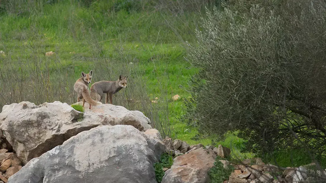 מצפה נפתוח שבירושלים, עליו מתוכננות להיבנות אלפי יחידות דיור מצפה נפתוח שבירושלים, עליו מתוכננות להיבנות אלפי יחידות דיור