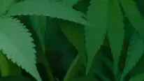 לגליזציה מריחואנה בישראל