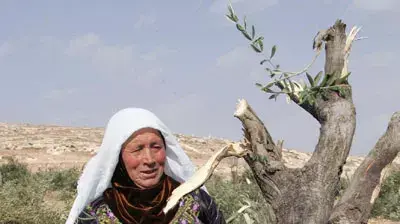 עקירת עצי זית בכפר ליד חוות מעון עקירת עצי זית בכפר ליד חוות מעון