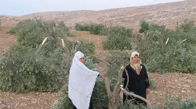 עצי זיתים כרותים בכפר אטוואנה (צילום: אחרת, מרכז תקשורת ישראלי פלסטיני) עצי זיתים כרותים בכפר אטוואנה (צילום: אחרת, מרכז תקשורת ישראלי פלסטיני)