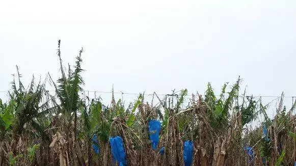 בית קברות לחיות בעין איילה בית קברות לחיות בעין איילה