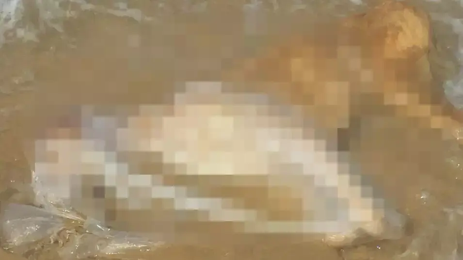 כלב הוטבע בחוף ארגמן בנתניה. כלב הוטבע בחוף ארגמן בנתניה.