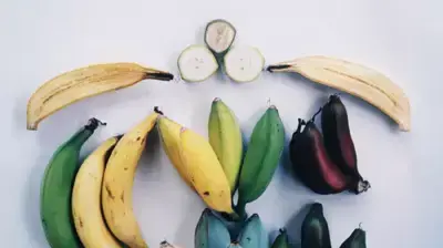 בננות אדומות וכחולות שיוגשו לנשיא המדינה לכבוד טו בשבט בננות אדומות וכחולות שיוגשו לנשיא המדינה לכבוד טו בשבט