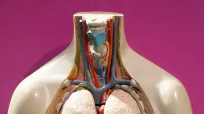 אילוסטרציה המעי הגס אילוסטרציה המעי הגס