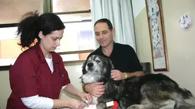 לבית החולים הוטרינרי האוניברסאי בבית דגן כלב ובעליו בידיה המסורים של דר יעל קלכמן לבית החולים הוטרינרי האוניברסאי בבית דגן כלב ובעליו בידיה המסורים של דר יעל קלכמן