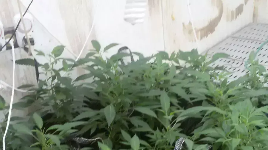 מעבדת סמים במעלה אדומים מעבדת סמים במעלה אדומים