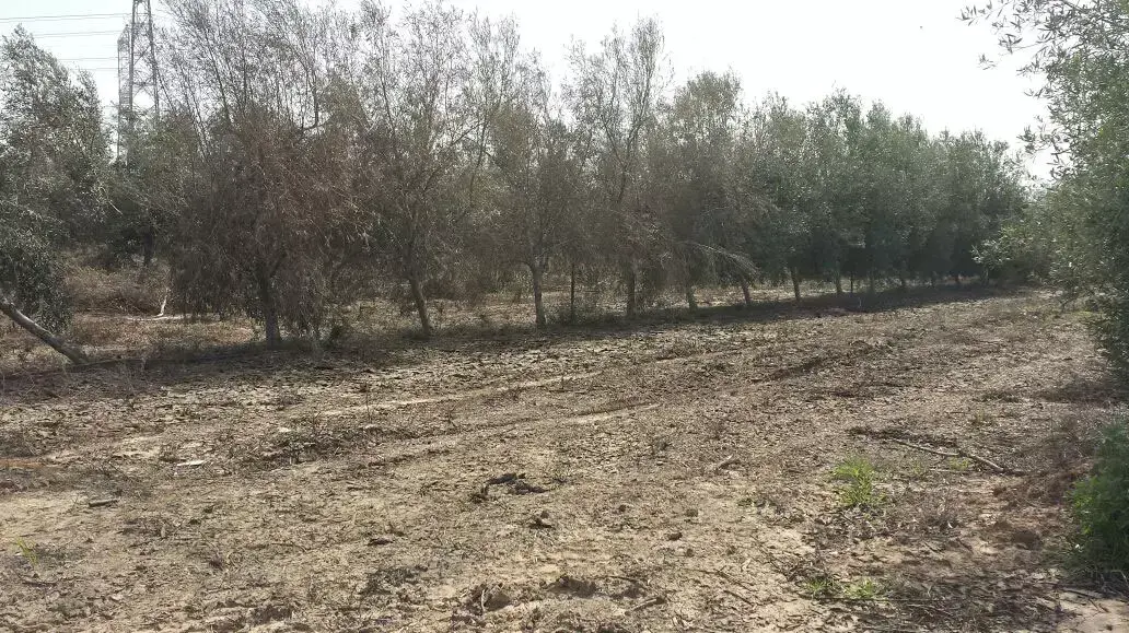 עצים שמתו בעקבות פיזור העקר במעט בנגבה עצים שמתו בעקבות פיזור העקר במעט בנגבה