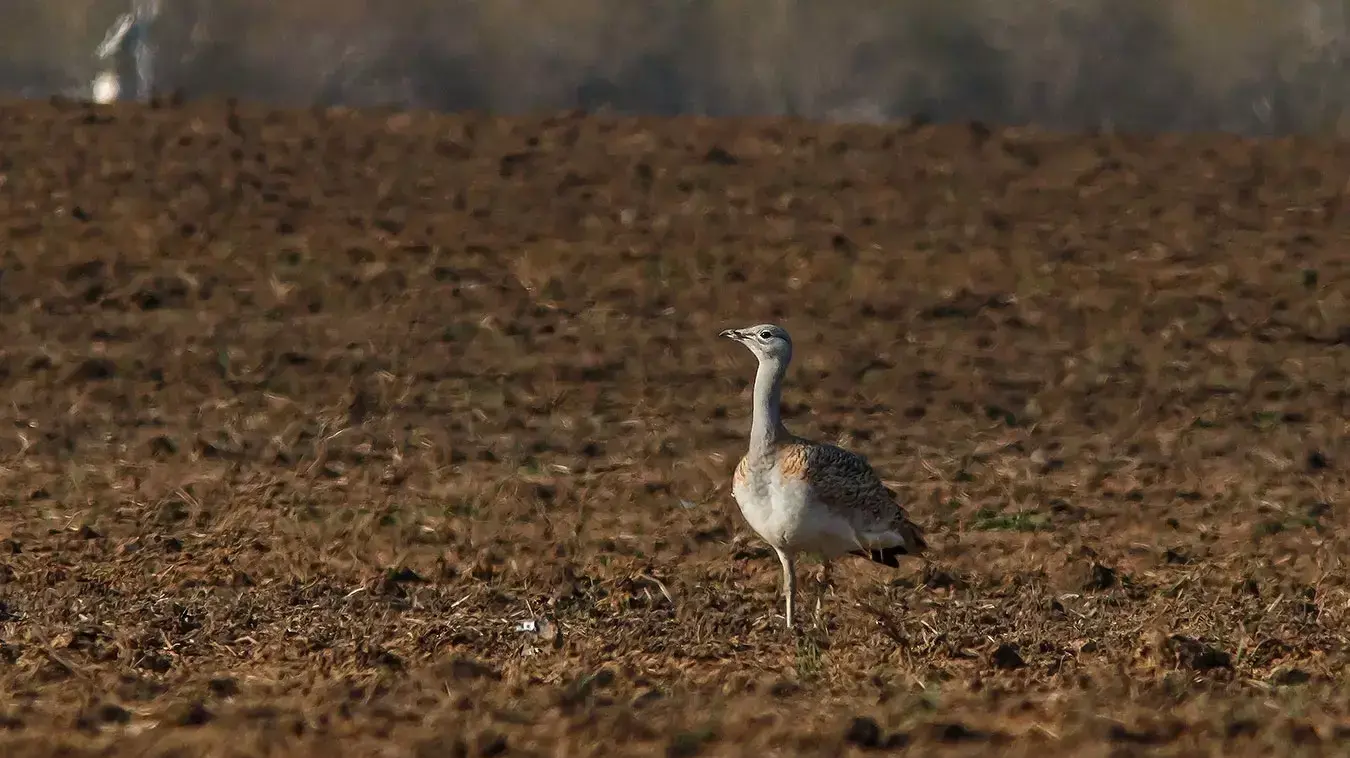 חובה גדולה נצפתה בעמק יזרעאל, סמוך לאגם ברוך. דצמבר 2015 חובה גדולה נצפתה בעמק יזרעאל, סמוך לאגם ברוך. דצמבר 2015
