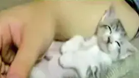 החתלתולה הנרדמת