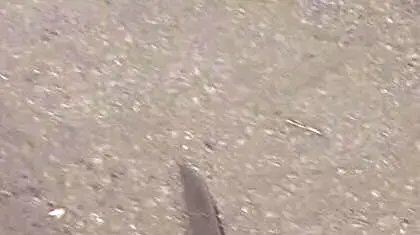 הסכין בה מחבל ניסה לבצע פיגוע דקירה במחסום קלנדיה, 27 בינואר 2016 הסכין בה מחבל ניסה לבצע פיגוע דקירה במחסום קלנדיה, 27 בינואר 2016