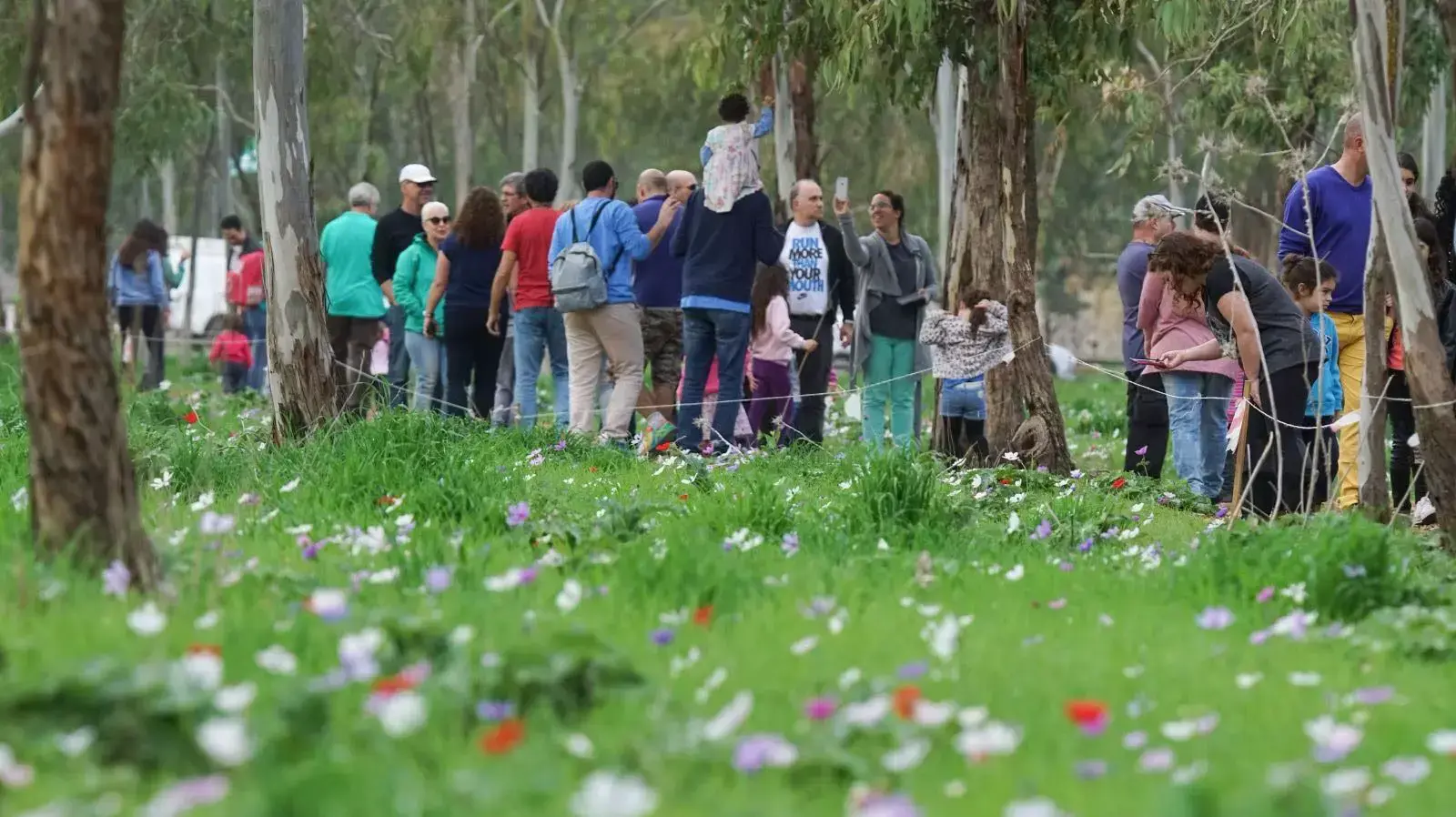 מטיילים ביער כלניות הסרגל. 20 בפברואר 2016. מטיילים ביער כלניות הסרגל. 20 בפברואר 2016.