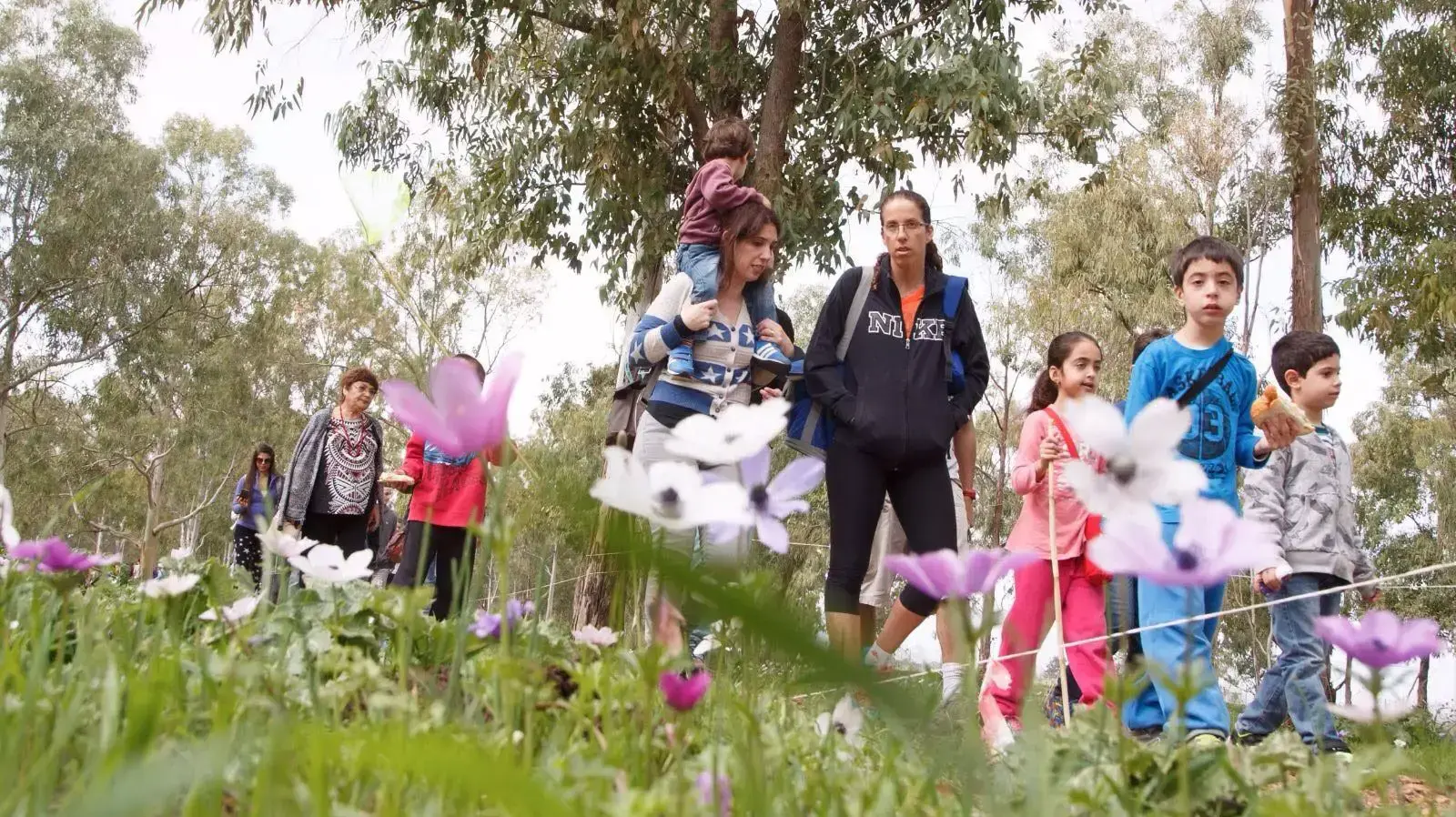 מטיילים ביער כלניות הסרגל. 20 בפברואר 2016. מטיילים ביער כלניות הסרגל. 20 בפברואר 2016.