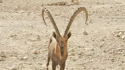 יעל זכר(צילמה: שירי בירן מחוז אילת) יעל זכר(צילמה: שירי בירן מחוז אילת)