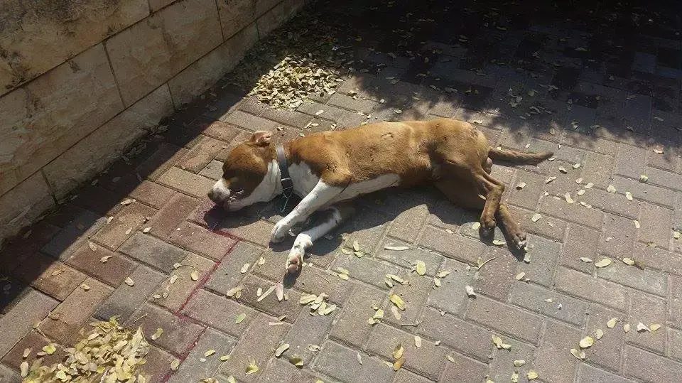 כלב פיטבול שנורה על ידי שוטרים כלב פיטבול שנורה על ידי שוטרים