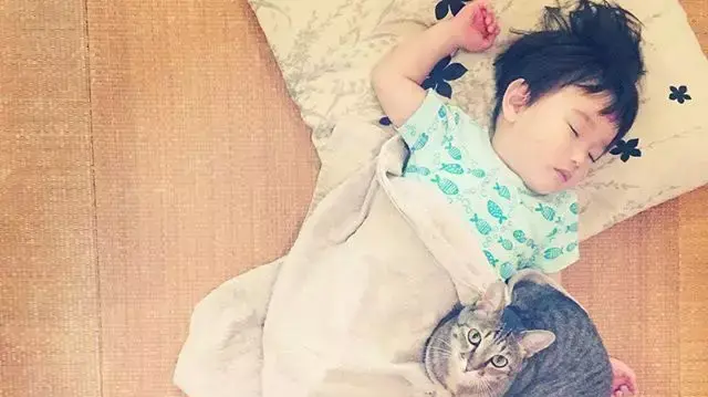 טוקו החתול היפני