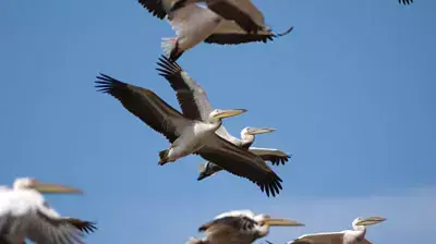 להק שקנאים ציפורים נודדות (החברה להגנת הטבע) להק שקנאים ציפורים נודדות (החברה להגנת הטבע)