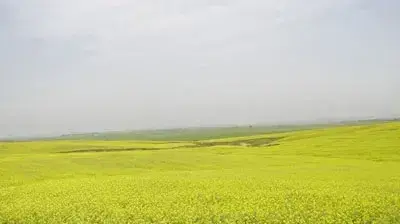 פריחה במרחב שקמה  ( א ג  איזן אדריכלים ובוני ערים )