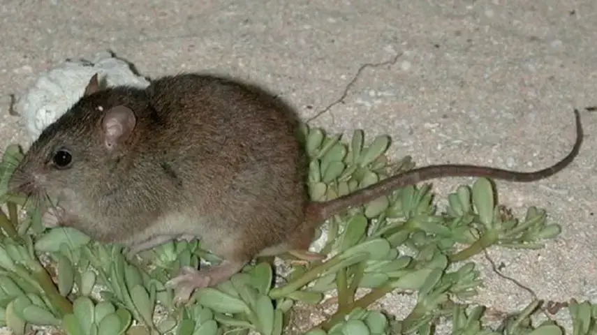 מלומיס ברמבל קיי, מין של מכרסם שחי באי ליד אוסטרליה שנכחד מהעולם מלומיס ברמבל קיי, מין של מכרסם שחי באי ליד אוסטרליה שנכחד מהעולם