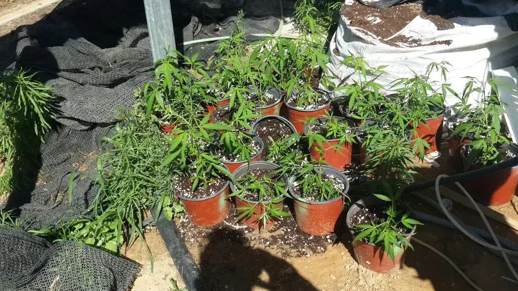 משק חקלאי במושב אבשלום בנגב המערבי ששימש לגידול שתילי מריחואנה נחשף על ידי המשטרה משק חקלאי במושב אבשלום בנגב המערבי ששימש לגידול שתילי מריחואנה נחשף על ידי המשטרה