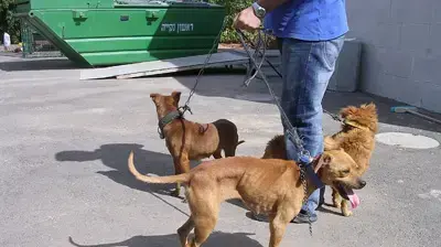כלבים שעברו התעללות - (צ: משרד החקלאות) כלבים שעברו התעללות - (צ: משרד החקלאות)
