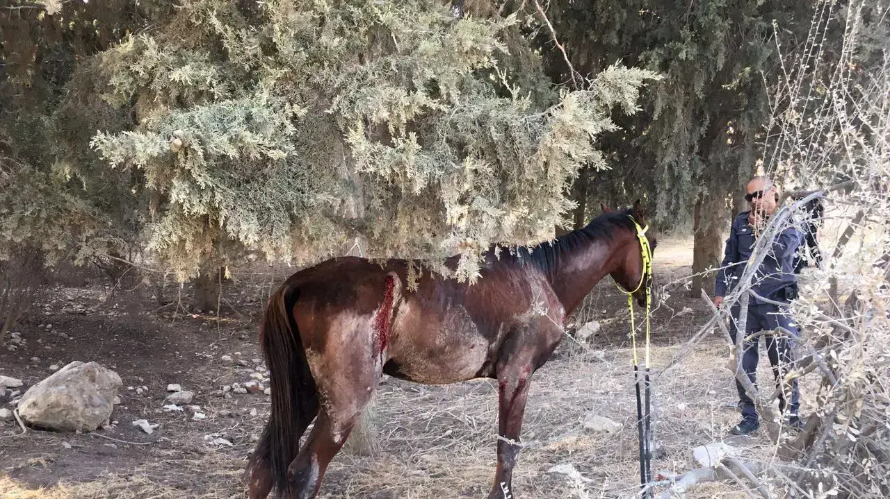 סוס פצוע לאחר שהוכה בידי נער בן 12 ביער ראש העין, אוקטובר 2016 סוס פצוע לאחר שהוכה בידי נער בן 12 ביער ראש העין, אוקטובר 2016
