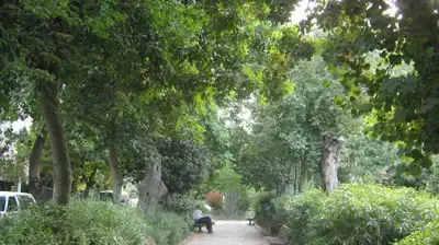 שכונת רחביה בירושלים (שירה וילקוף) שכונת רחביה בירושלים (שירה וילקוף)