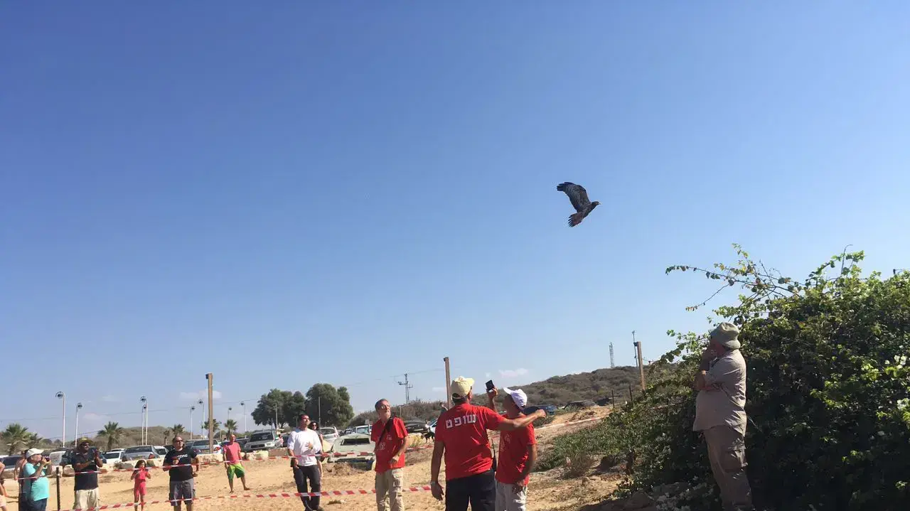 שני עופות דורסים מסוג איות צרעים ששוחררו בחוף פלמחים על ידי רשות הטבע והגנים, אוקטובר 2016 שני עופות דורסים מסוג איות צרעים ששוחררו בחוף פלמחים על ידי רשות הטבע והגנים, אוקטובר 2016