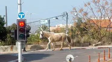 סוס חוצה כביש בבטחה ברעננה