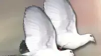 אילוסטרציה יונים אילוסטרציה יונים