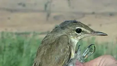 ציפור קנית בצרה (יואב פרלמן חברה להגנת הטבע) ציפור קנית בצרה (יואב פרלמן חברה להגנת הטבע)