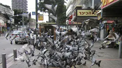 יונים ליד כיכר דיזינגוף בתל אביב ( גלעד בנארי )