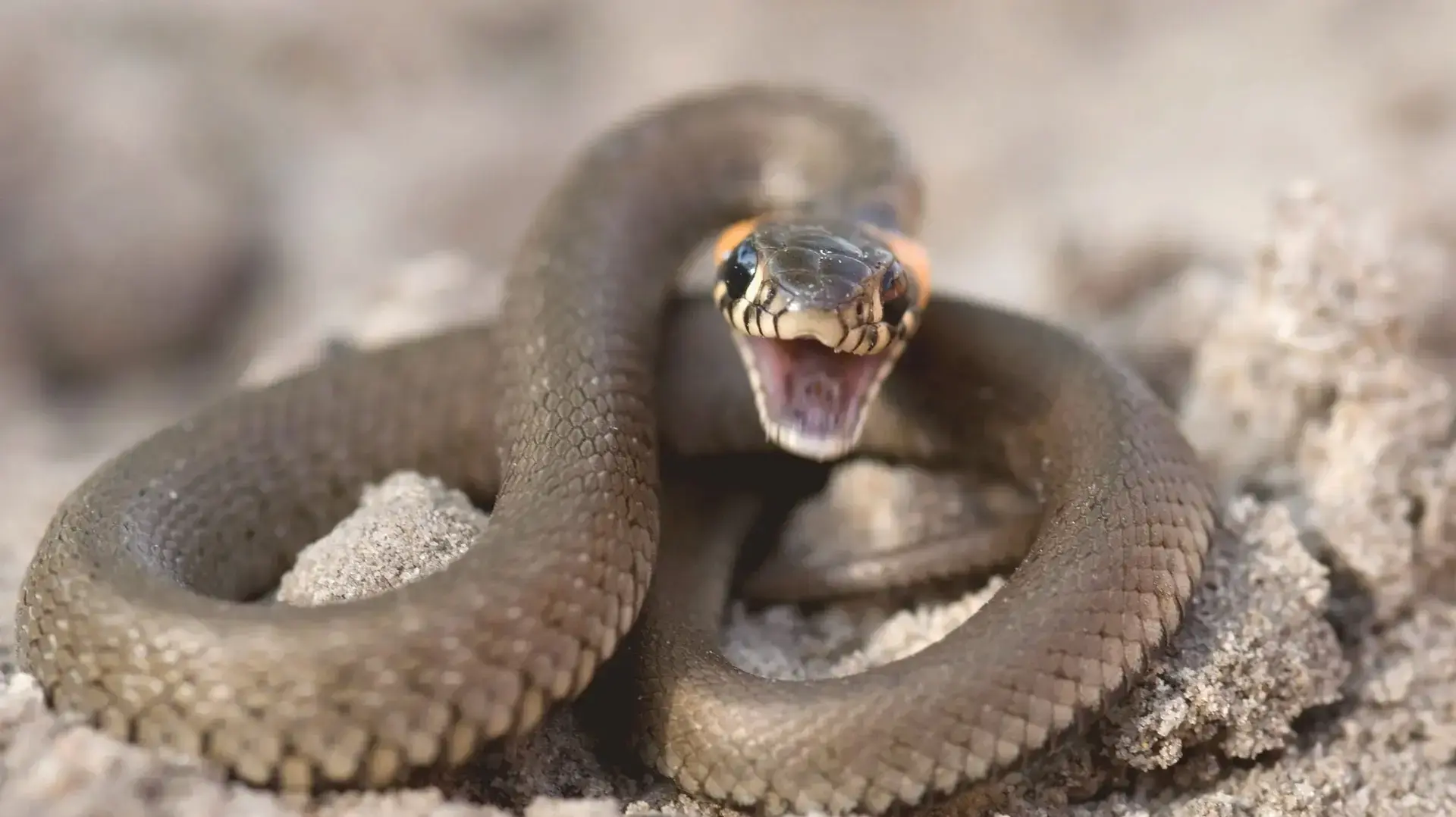 נחש נערך להכשה נחש נערך להכשה