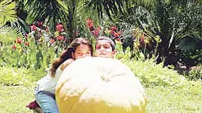 דלעת ענק גבעת ברנר (אילן שילוח) דלעת ענק גבעת ברנר (אילן שילוח)