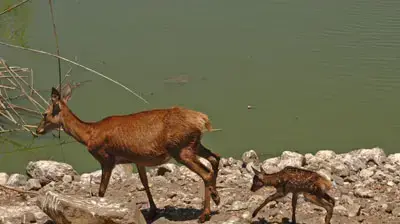 המלטה של "קטיושה" באגם חי יראון המלטה של "קטיושה" באגם חי יראון