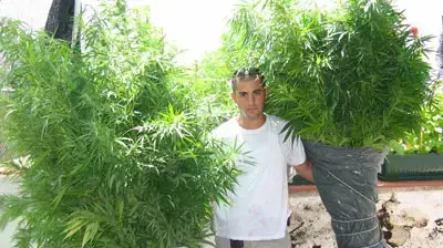 שתילי מריחואנה שנתפסו בדירה בהרצליה (משטרת תא) שתילי מריחואנה שנתפסו בדירה בהרצליה (משטרת תא)